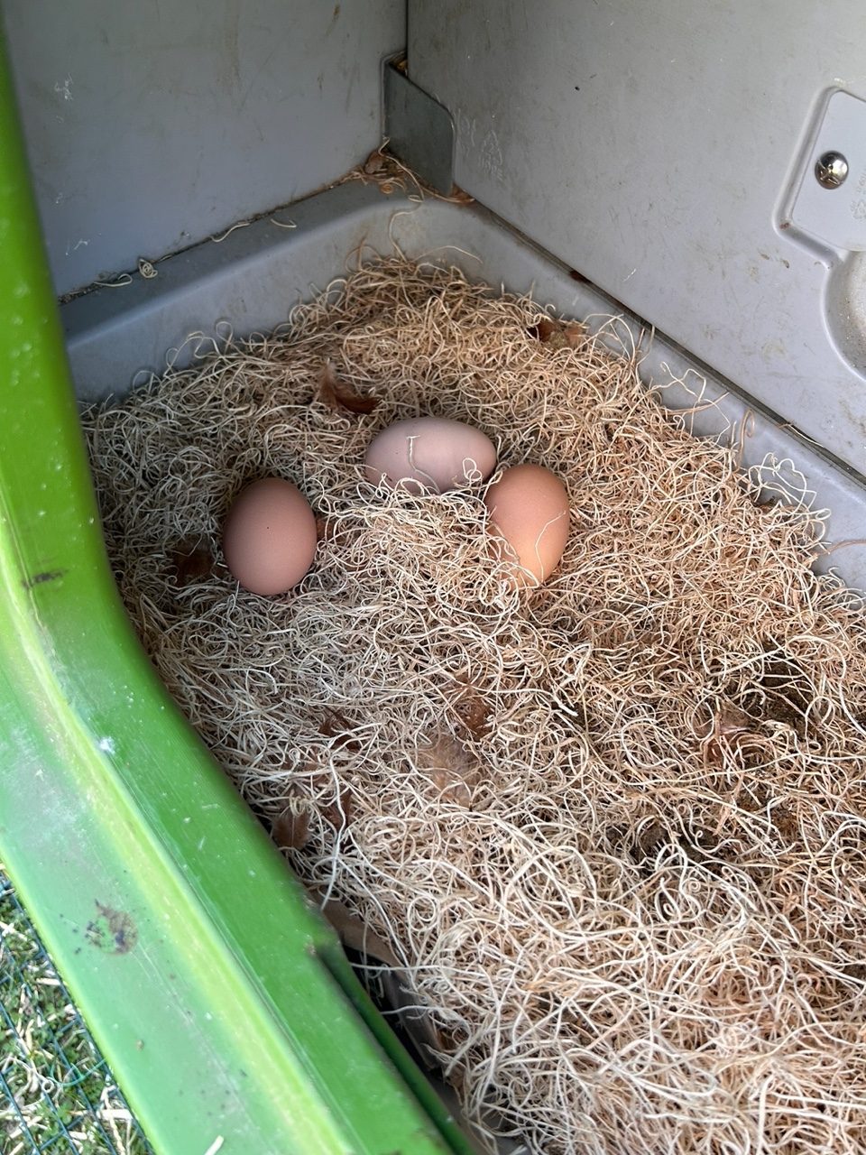 Teacher’s Pet: Hen-sational Chickens