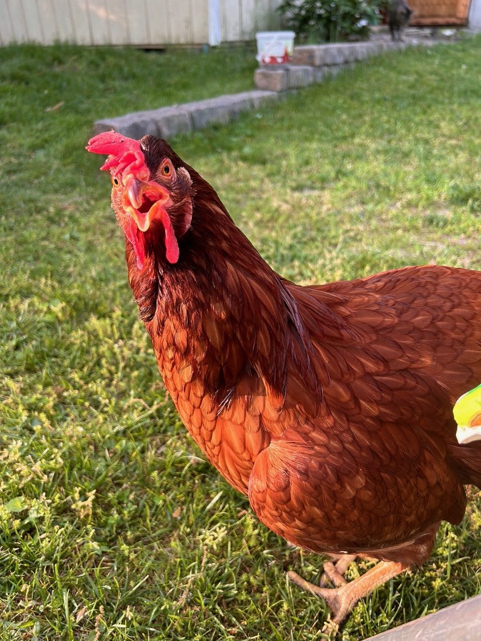 Teacher’s Pet: Hen-sational Chickens