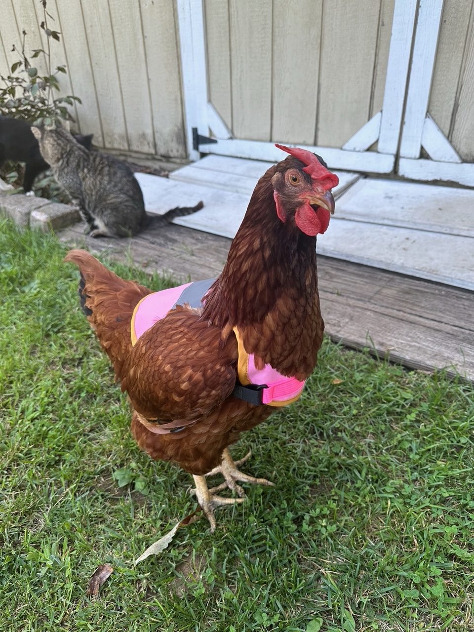 Teacher’s Pet: Hen-sational Chickens