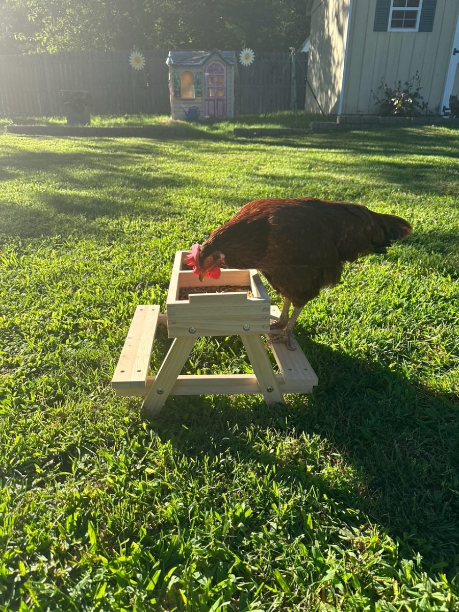 Dorothy, one of the hens Mr. Jaworski has, eats bug at her picnic table.