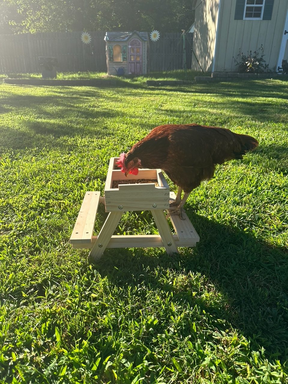 Teacher’s Pet: Hen-sational Chickens