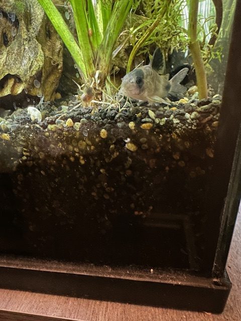 One of four of Ms. Amy Grubb's catfishes hides out in the corner next to some plants set up in her tank.
