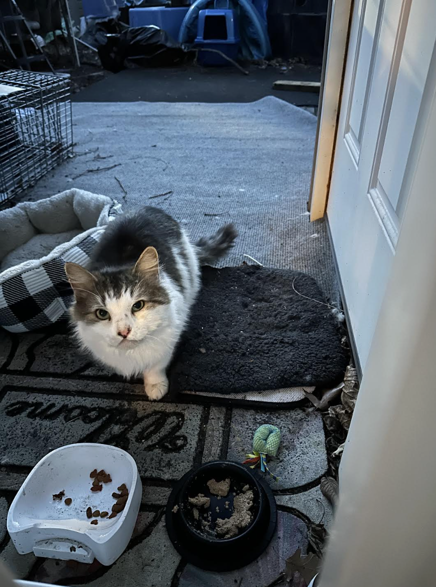 Teacher’s Pet: A Purr-fect Fate