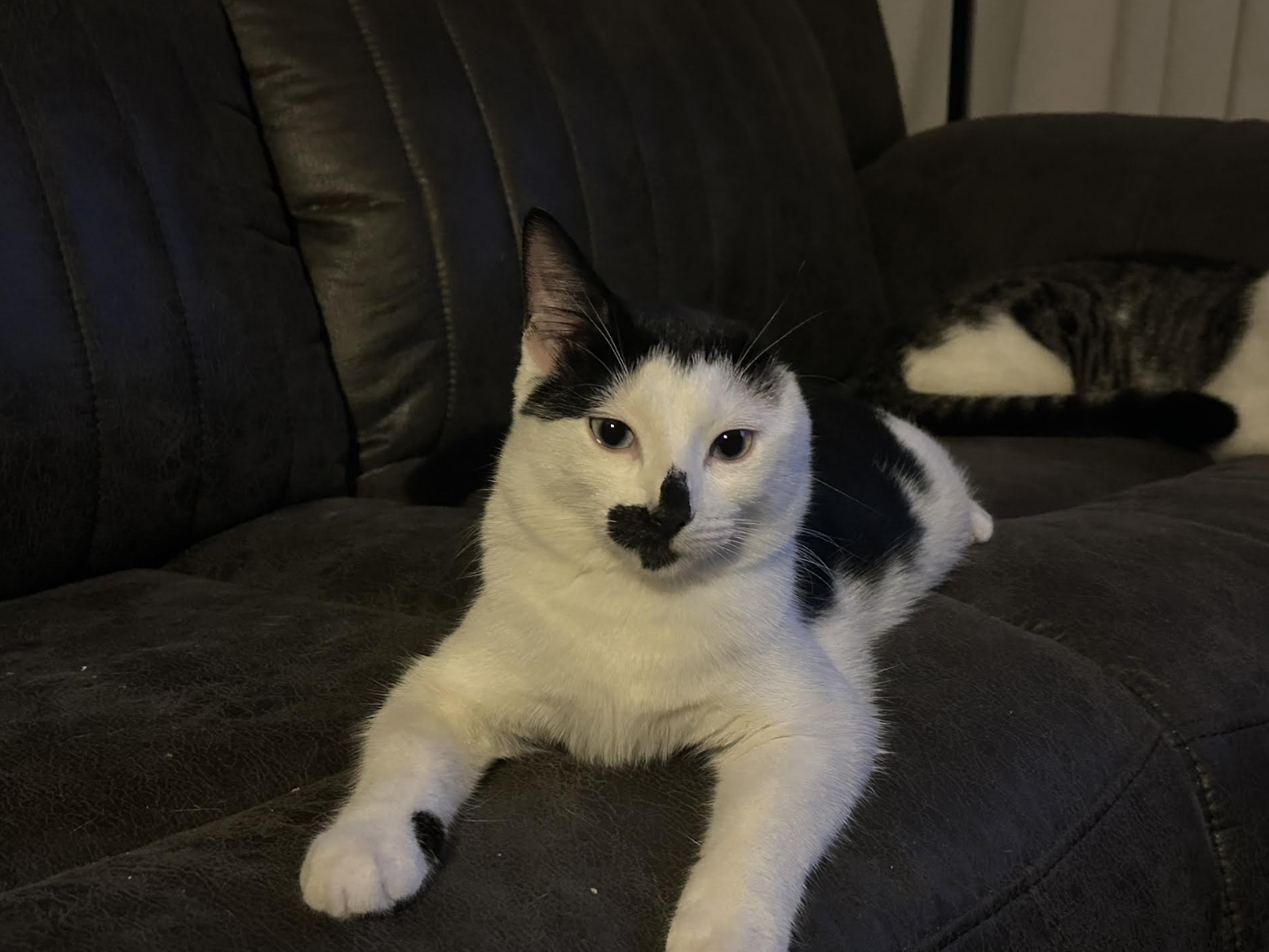 Teacher’s Pet: A Purr-fect Fate
