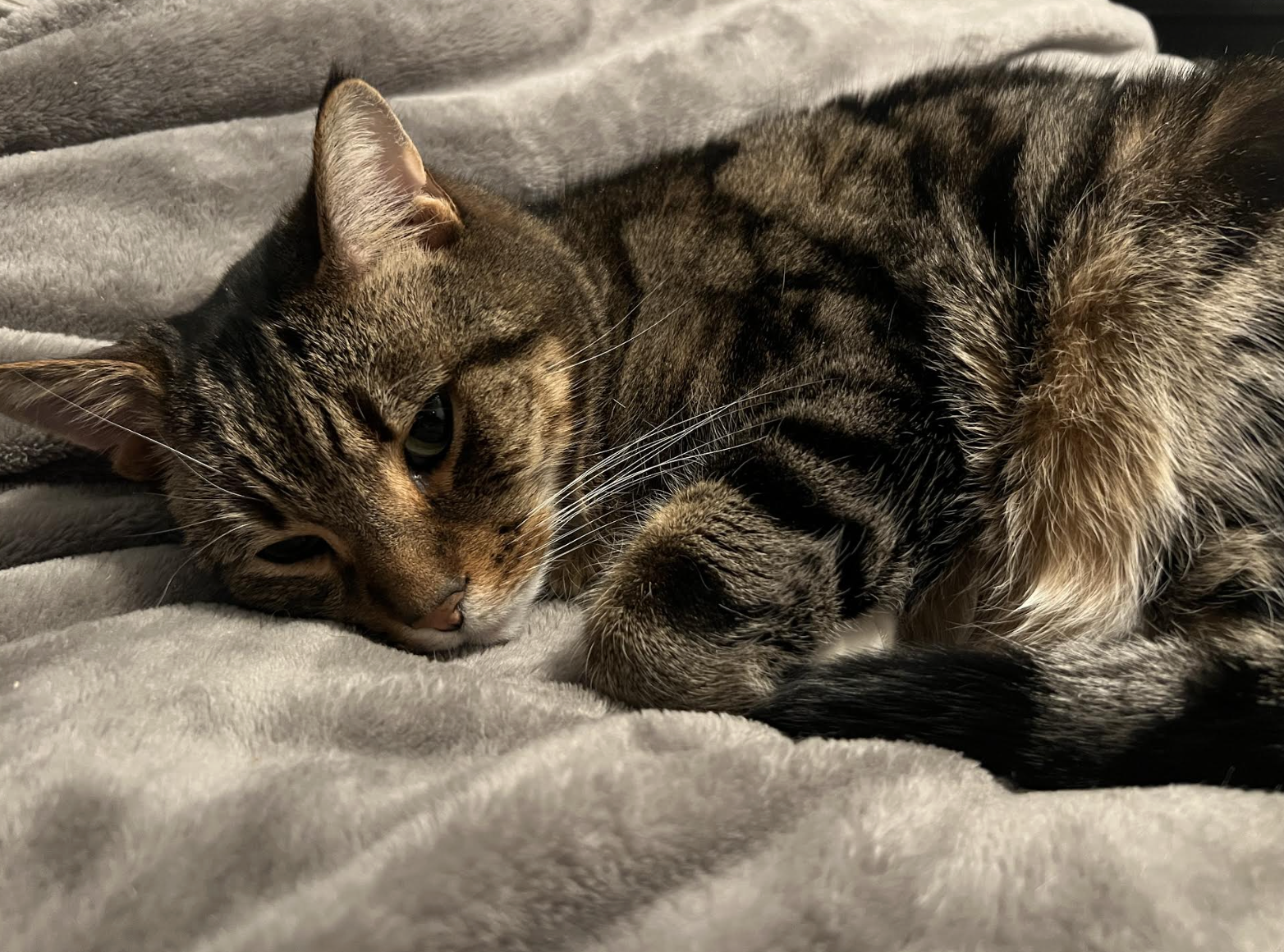 Mme. Loria's first cat, Linzo, kept her company throughout the Covid-19 lockdown.