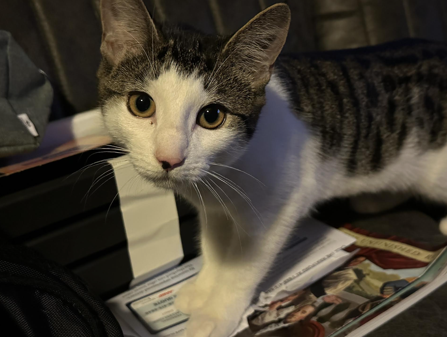 Teacher’s Pet: A Purr-fect Fate